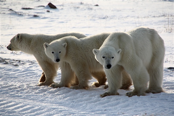 600_Manitoba_Churchill_PolarB_Day5_1485.jpg