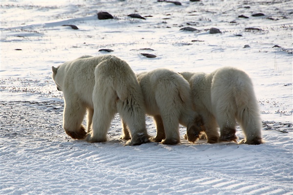 600_Manitoba_Churchill_PolarB_Day5_1486.jpg