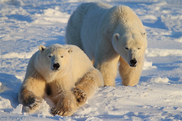 600_Manitoba_Churchill_PolarBears_1419.jpg