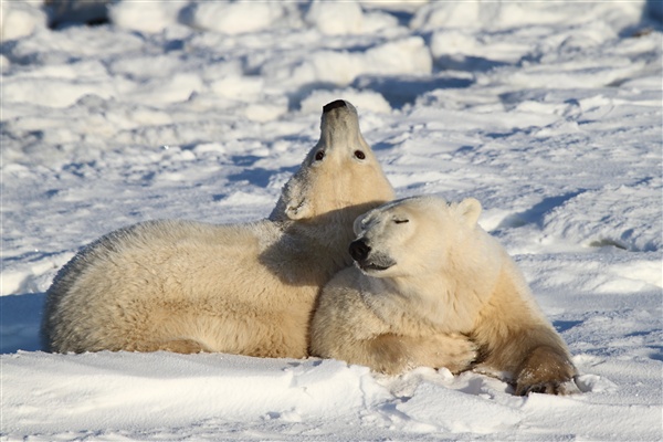 600_Manitoba_Churchill_PolarBears_1441.jpg