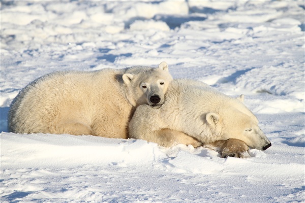 600_Manitoba_Churchill_PolarBears_1442.jpg