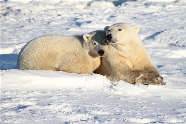 600_Manitoba_Churchill_PolarBears_1446.jpg