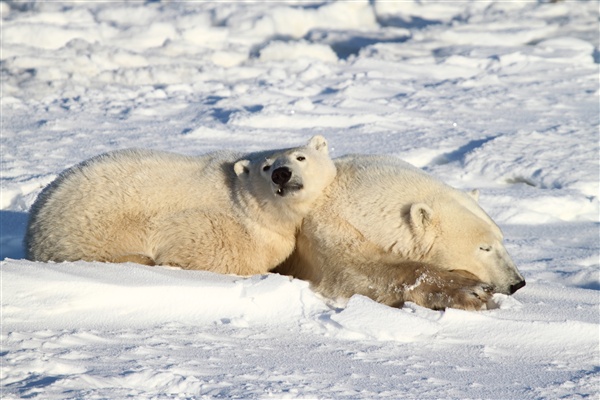 600_Manitoba_Churchill_PolarBears_1451.jpg