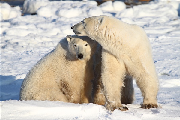 600_Manitoba_Churchill_PolarBears_1454.jpg