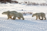 600_Manitoba_Churchill_PolarB_Day5_1480