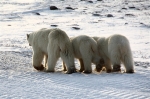 600_Manitoba_Churchill_PolarB_Day5_1486