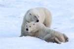 600_Manitoba_Churchill_PolarBears_1398