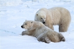 600_Manitoba_Churchill_PolarBears_1400