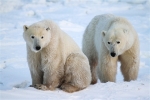 600_Manitoba_Churchill_PolarBears_1407