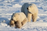 600_Manitoba_Churchill_PolarBears_1415