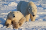 600_Manitoba_Churchill_PolarBears_1419