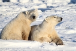 600_Manitoba_Churchill_PolarBears_1440