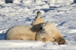 600_Manitoba_Churchill_PolarBears_1441