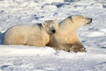 600_Manitoba_Churchill_PolarBears_1445