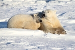 600_Manitoba_Churchill_PolarBears_1446