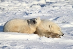 600_Manitoba_Churchill_PolarBears_1451