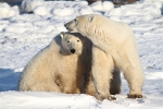 600_Manitoba_Churchill_PolarBears_1454