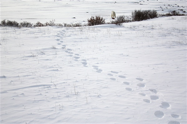 600_Manitoba_Churchill_PolarB_Day2_1200.jpg