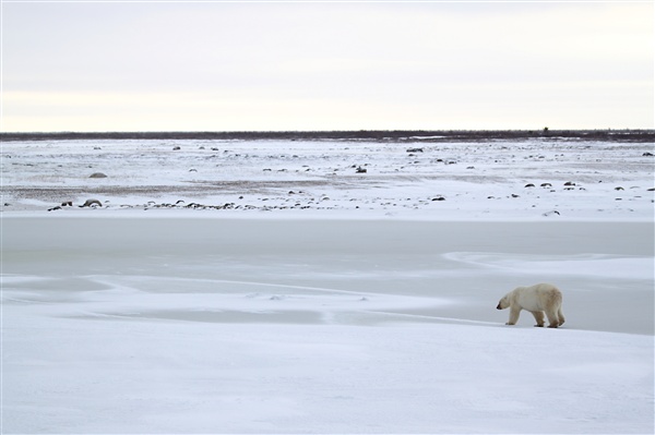 600_Manitoba_Churchill_PolarB_Day4_2198.jpg