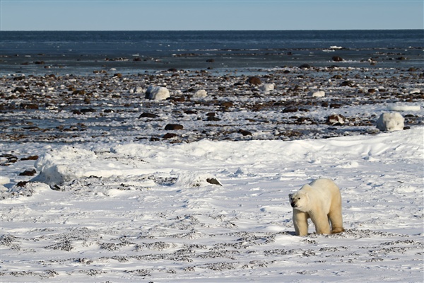 600_Manitoba_Churchill_PolarB_Day4_2293.jpg