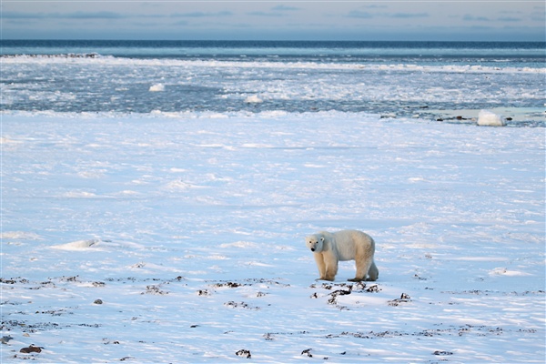 600_Manitoba_Churchill_PolarB_Day4_2324.jpg