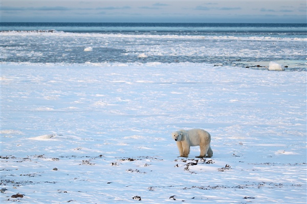 600_Manitoba_Churchill_PolarB_Day4_2324.jpg