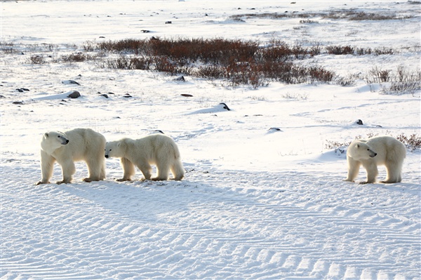 600_Manitoba_Churchill_PolarB_Day5_1481.jpg