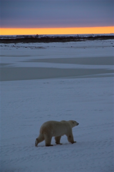 600_Manitoba_Churchill_PolarB_Day5_1497.jpg