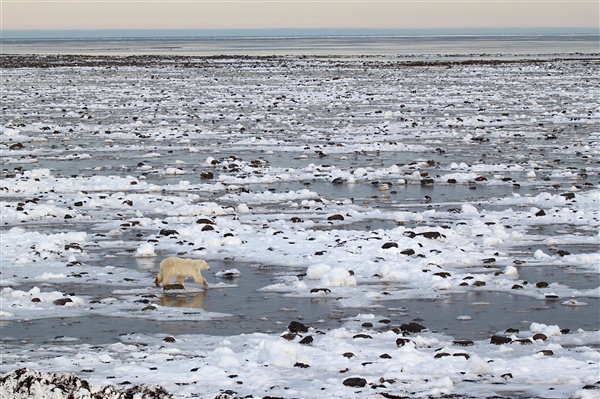 600_Manitoba_Churchill_PolarB_Day5_2381.jpg