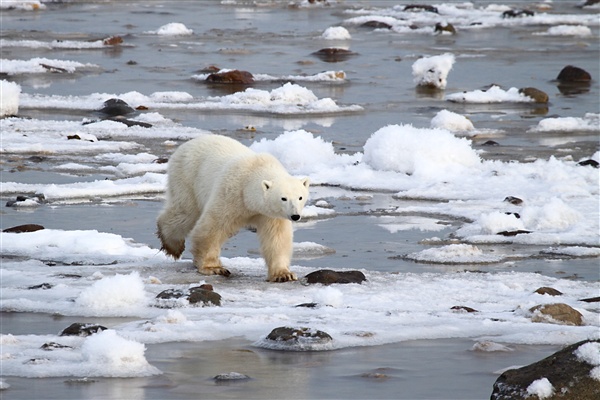 600_Manitoba_Churchill_PolarB_Day5_2383.jpg