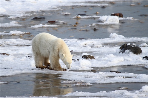 600_Manitoba_Churchill_PolarB_Day5_2385.jpg