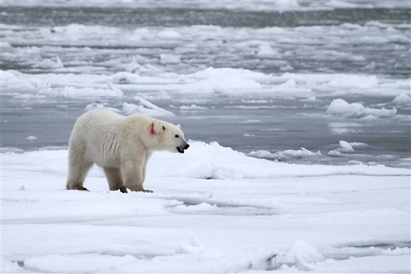 600_Manitoba_Churchill_PolarB_Day5_2461.jpg