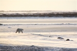 600_Manitoba_Churchill_PolarB_Day4_1270