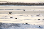 600_Manitoba_Churchill_PolarB_Day4_1271