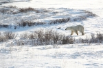 600_Manitoba_Churchill_PolarB_Day4_1337