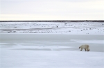 600_Manitoba_Churchill_PolarB_Day4_2198