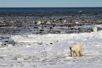 600_Manitoba_Churchill_PolarB_Day4_2293