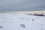 600_Manitoba_Churchill_PolarB_Day5_1453