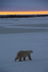 600_Manitoba_Churchill_PolarB_Day5_1497