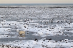 600_Manitoba_Churchill_PolarB_Day5_2381