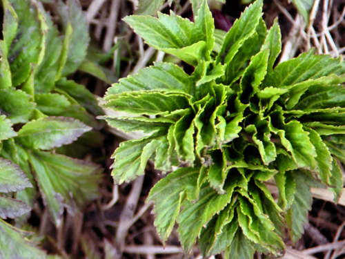 What Plants Live In Tundra