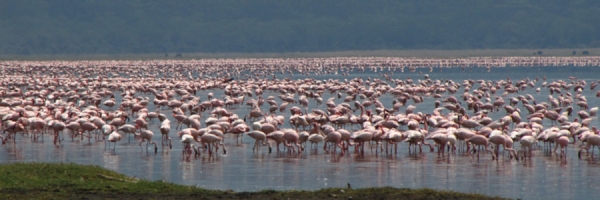 Flamingos_04a.jpg