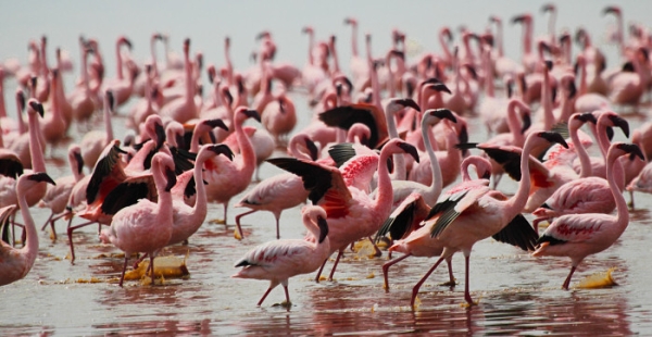 LesserFlamingos_5875_700.jpg