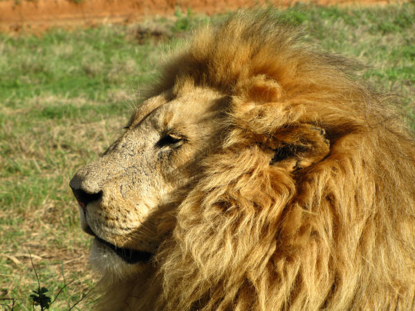 600_LionPark_Joburg_2013.jpg