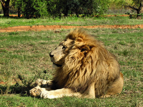 600_LionPark_Joburg_2014.jpg