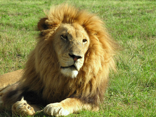 600_LionPark_Joburg_2019.jpg