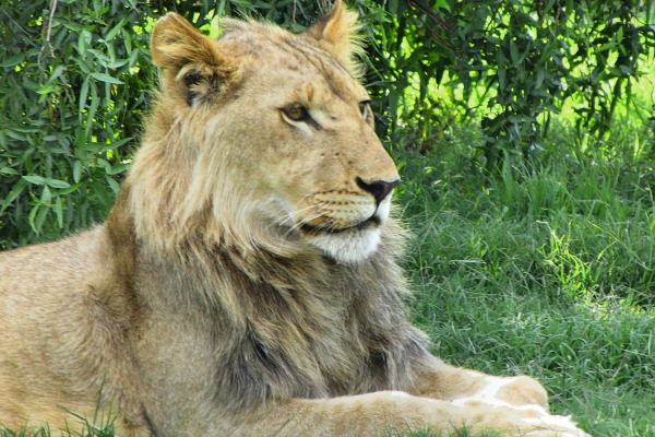 600_LionPark_Joburg_2025.jpg