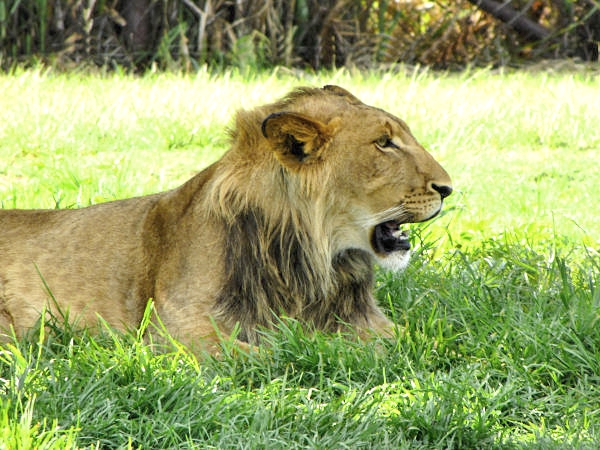 600_LionPark_Joburg_2031.jpg