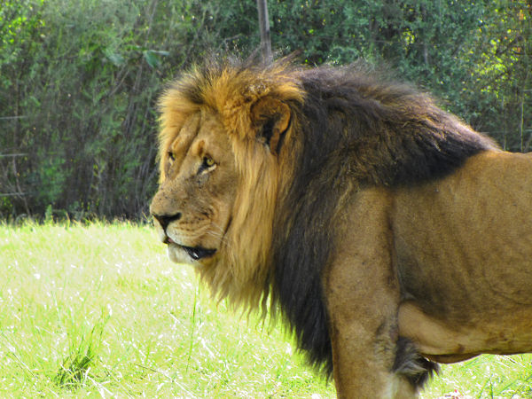 600_LionPark_Joburg_2038.jpg