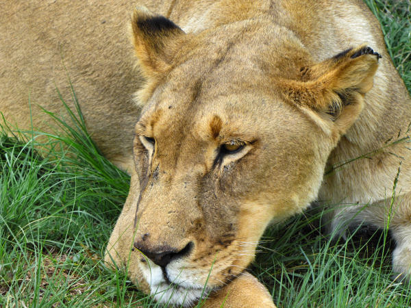 600_LionPark_Joburg_2041.jpg